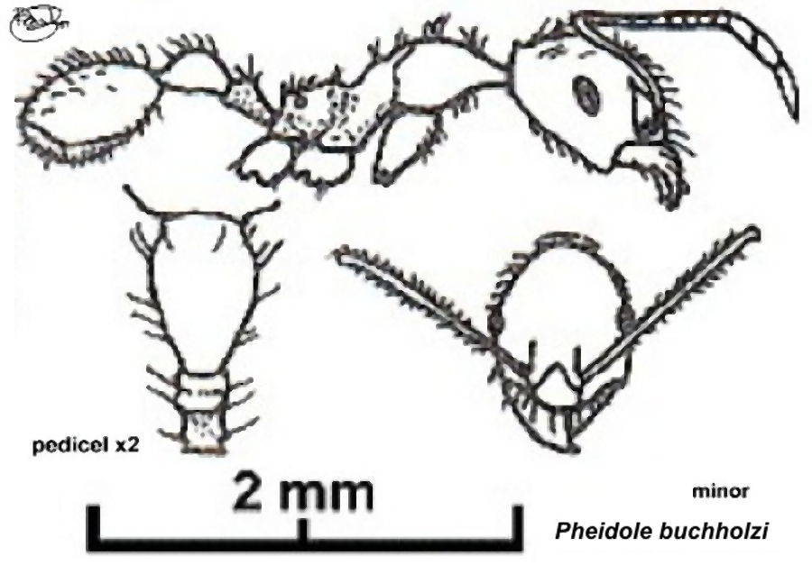 {Pheidole speculifera minor BT}