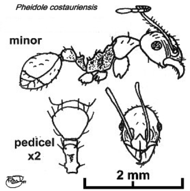 {Pheidole costauriensis minor}
