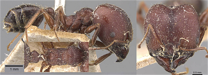 Pheidole cubangensis major