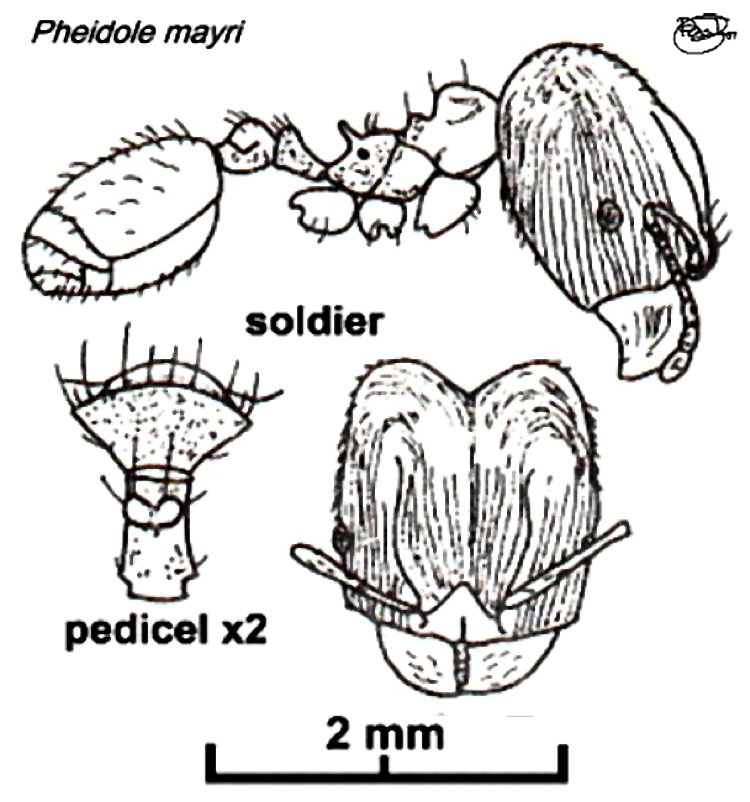 {Pheidole mayri major}