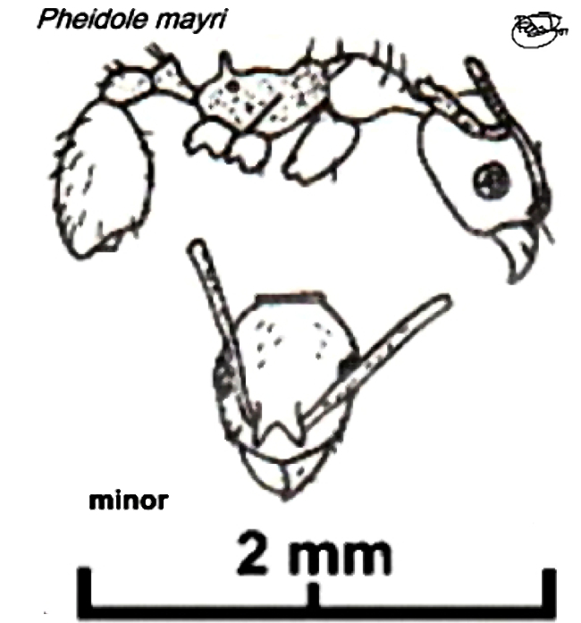 {Pheidole mayri minor}