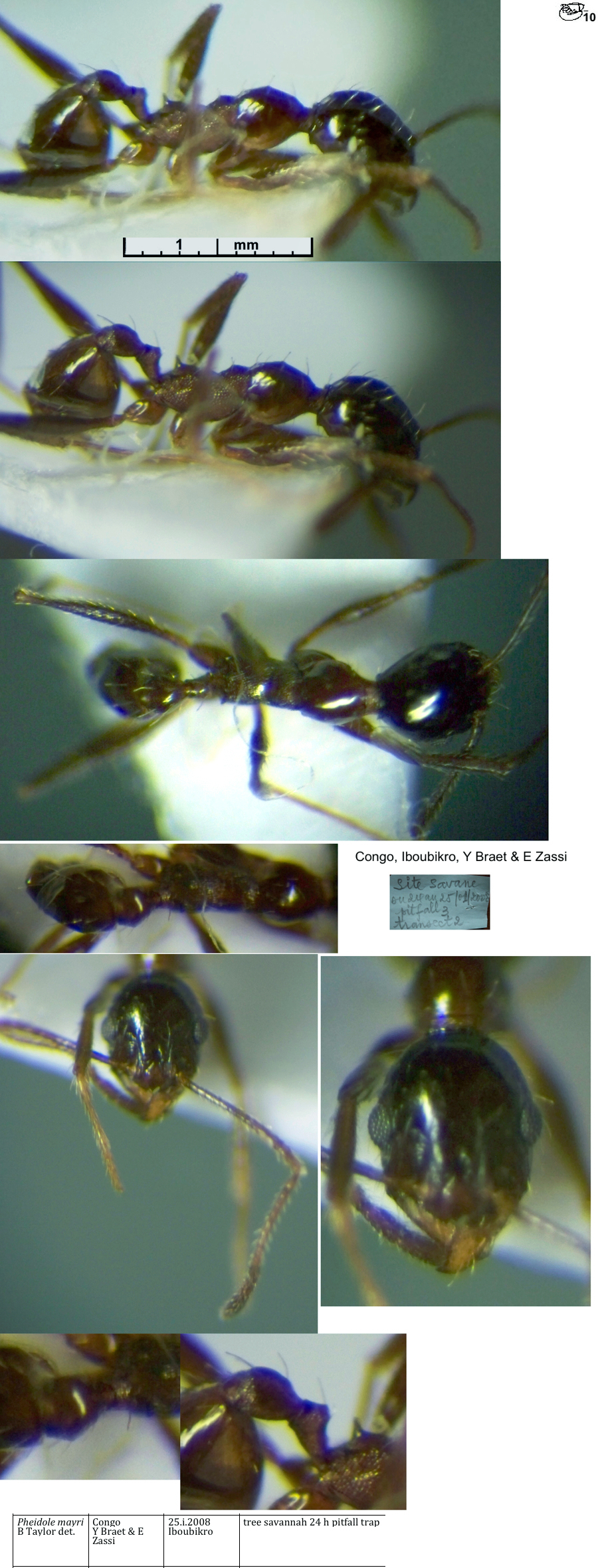 {Pheidole mayri minor}