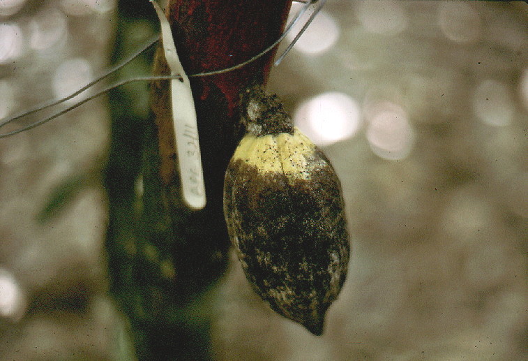 {Tent built by Pheidole megacephala}