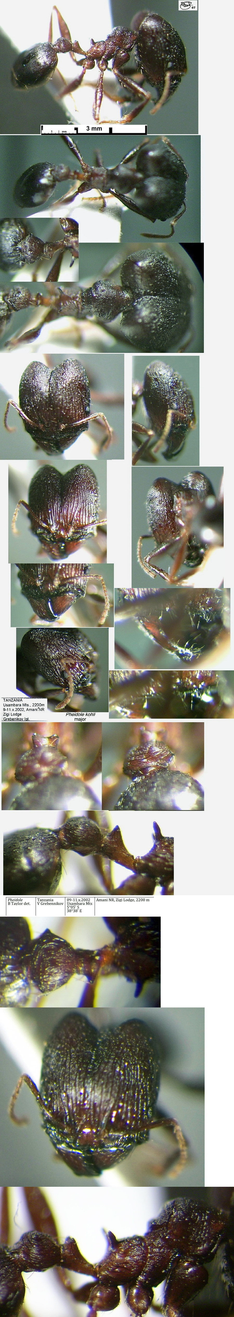 {Pheidole kohli}