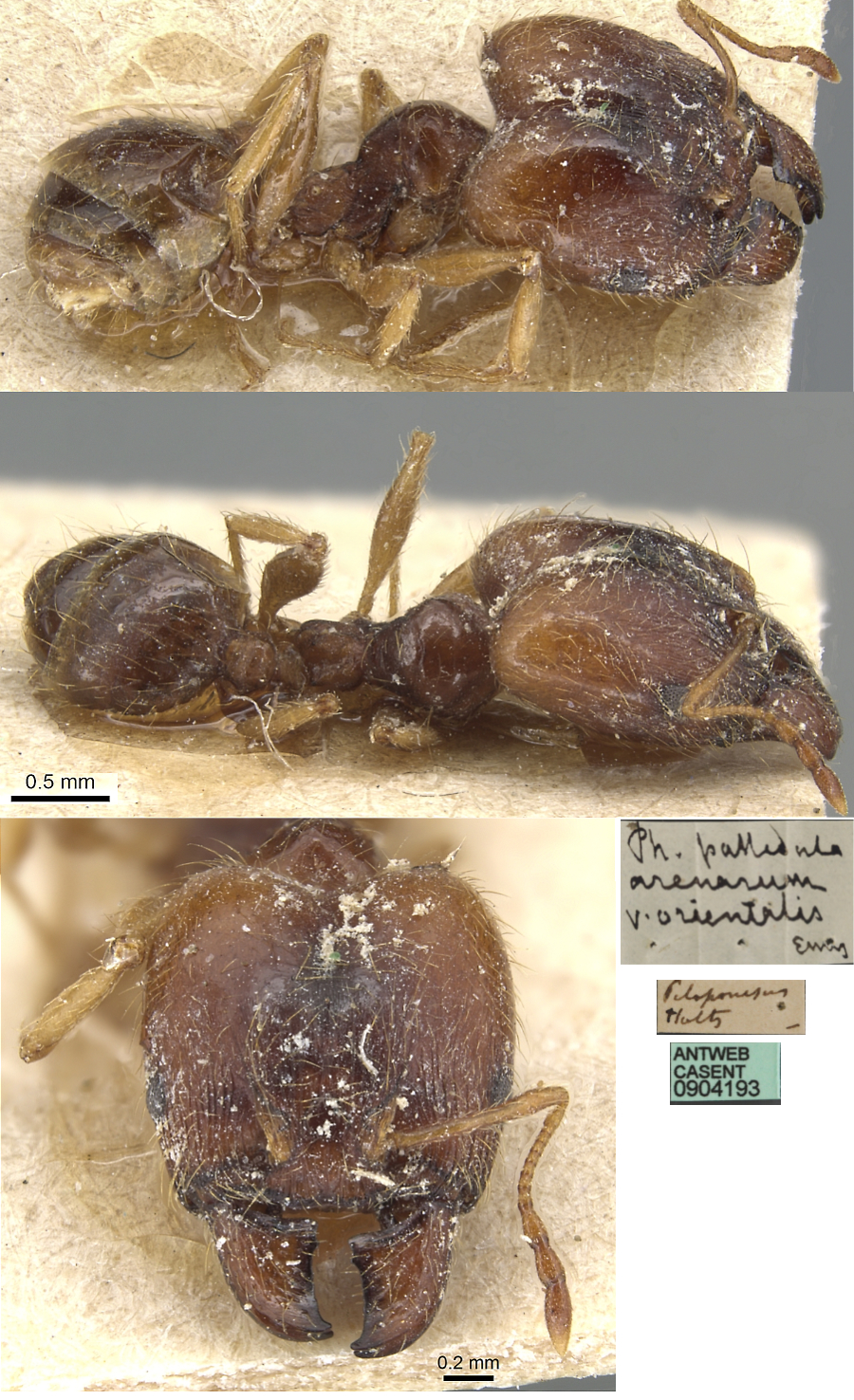 Pheidole orientalis major