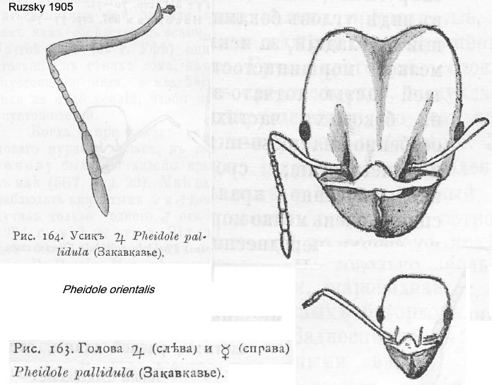 {Pheidole_orientalis}