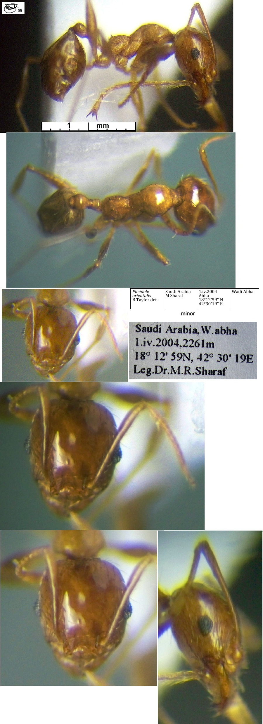 {Pheidole orientalis minor Saudi}