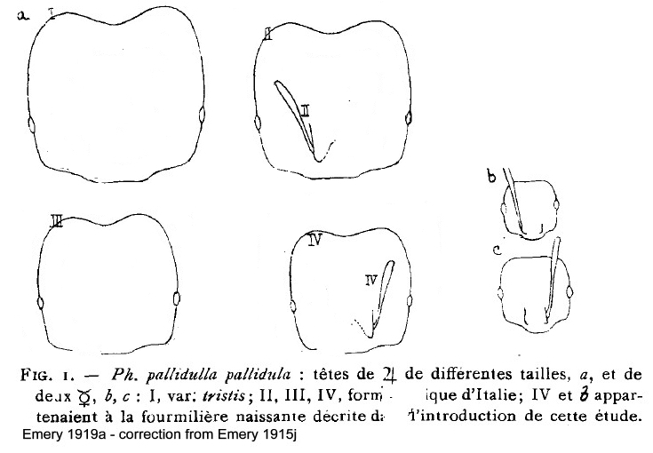 Pheidole pallidula