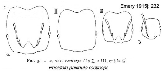 {Pheidole pallidula recticeps}