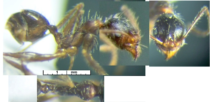Pheidole scabriuscula minor