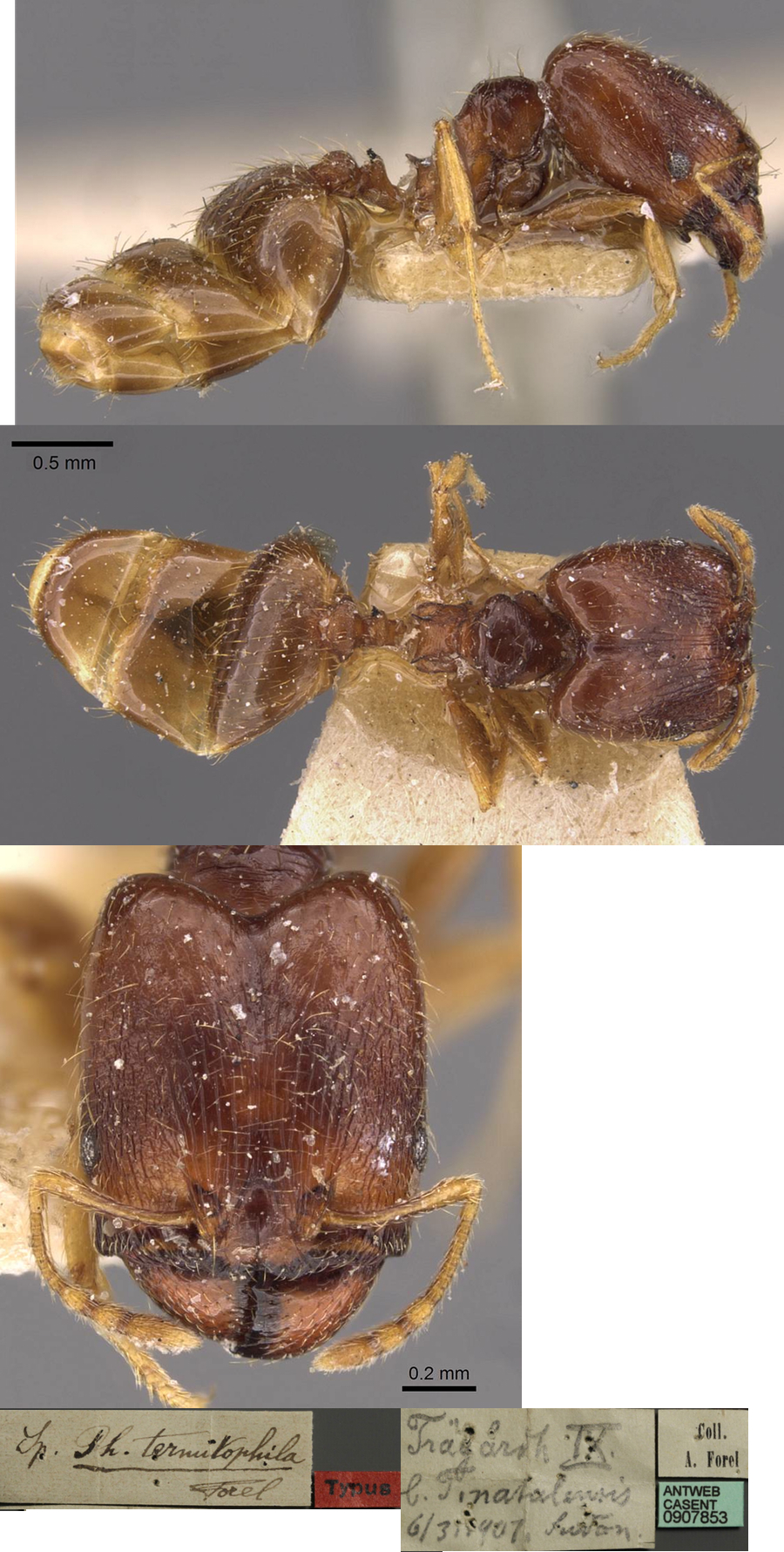 Pheidole termitophila major