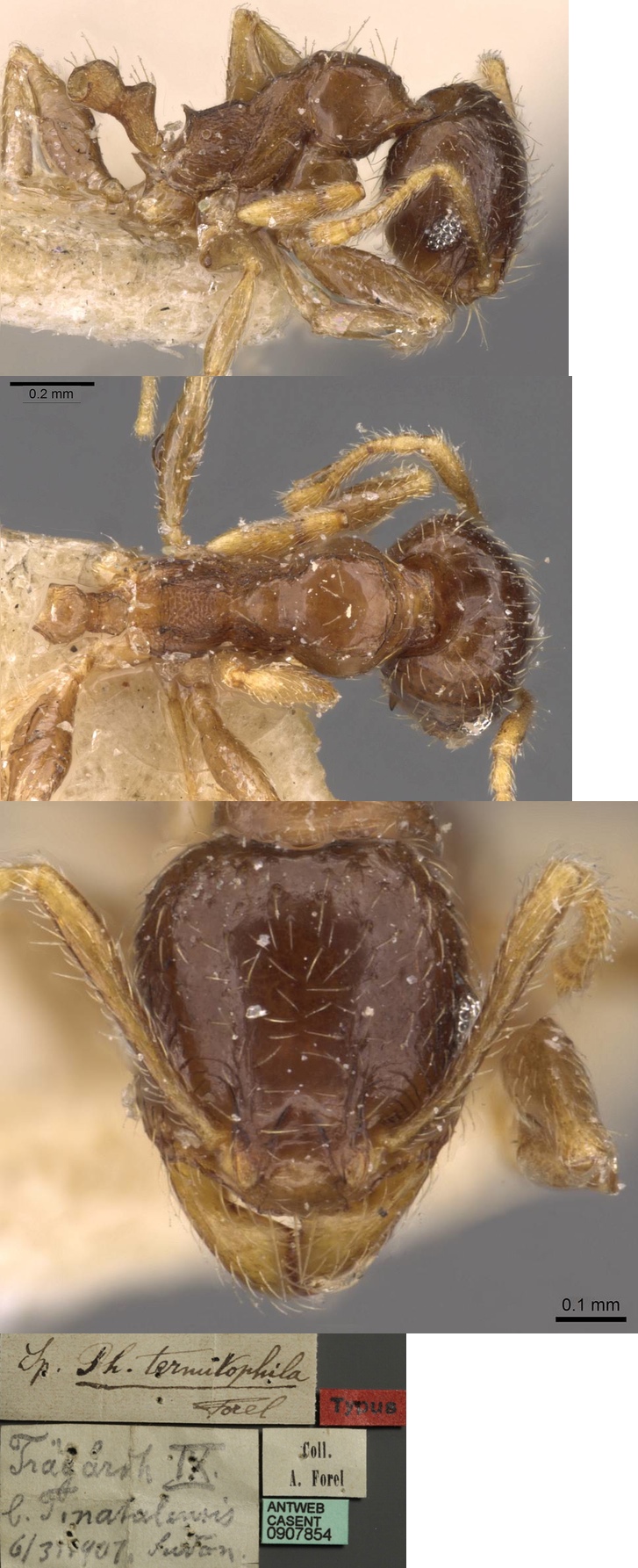 {Pheidole termitophila minor