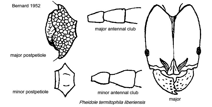 {Pheidole termitophila liberiensis}