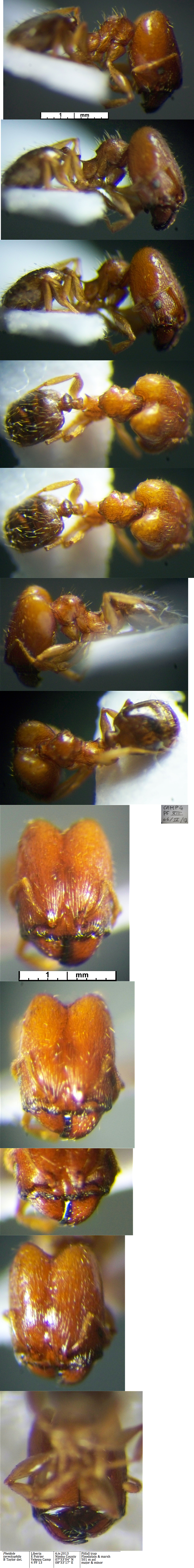 {Pheidole termitophila major}