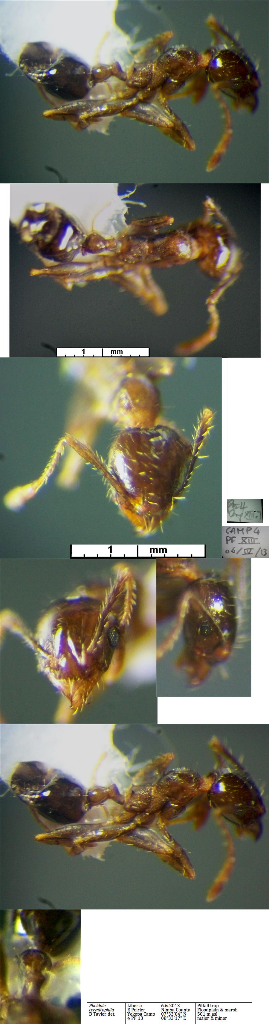 Pheidole termitophila minor