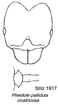 {Pheidole pallidula cicatricosa}