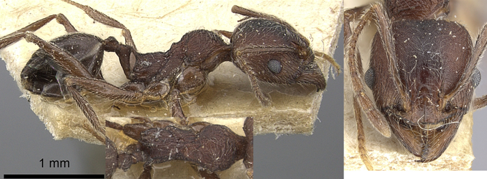 Pheidole welgelegenensis minor