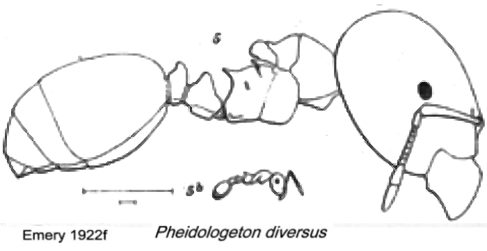 Pheidologeton diversus