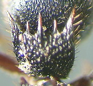 {Phrynoponera gabonensis petiole}