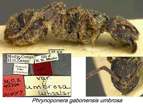 {Phyrnoponera gabonensis umbrosa}
