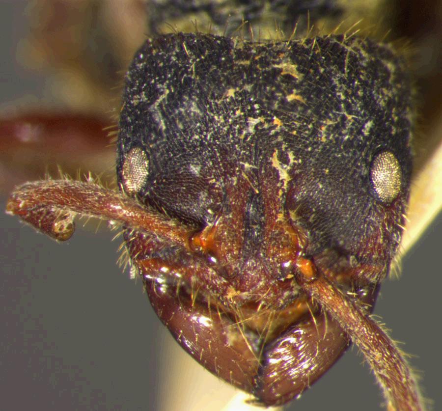 Phrynoponera striatidens