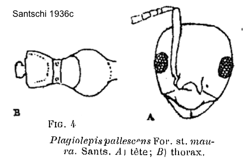 Plagiolepis maura