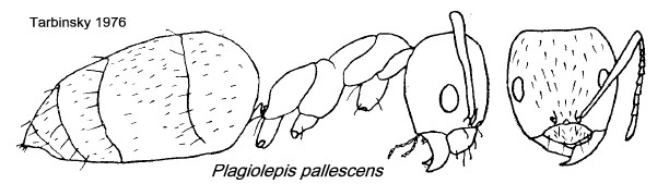{Plagiolepis pallescens}