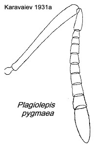 {Plagiolepis pygmaea antenna}