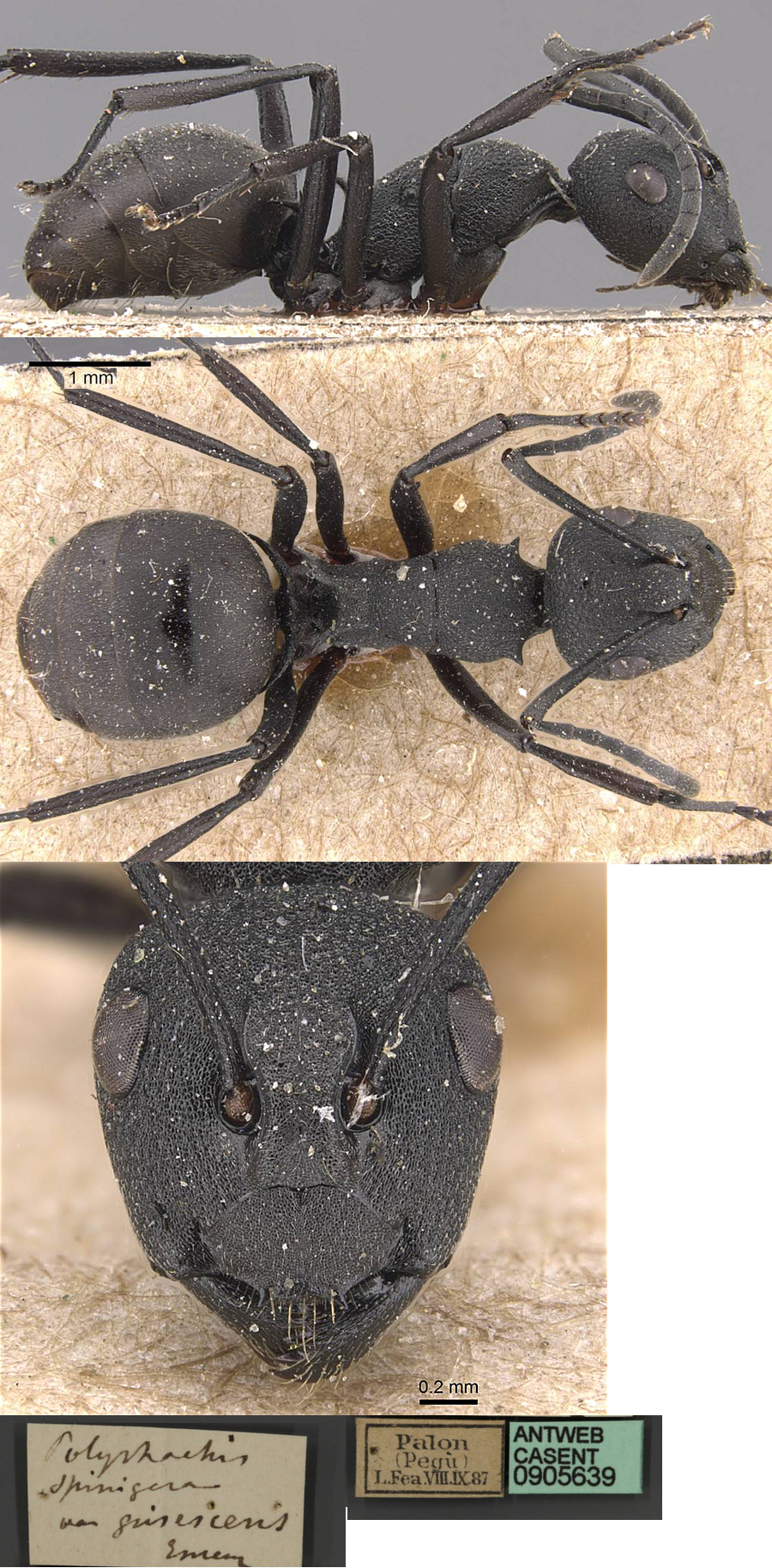 {Polyrhachis grisescens}