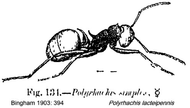 {Polyrhachis lacteipennis simplex}