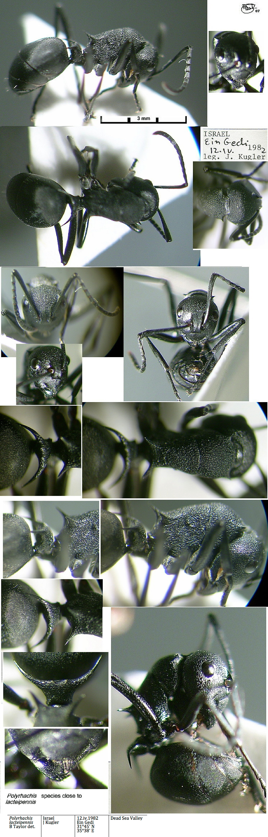 {Polyrhachis species Israel}