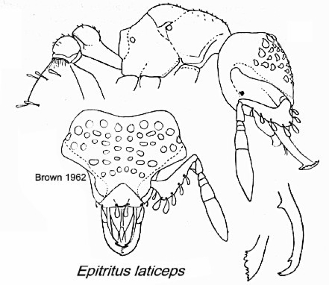 {Pyramica (Epitritus) laticeps}