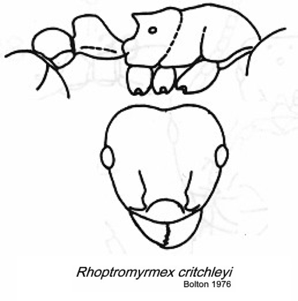 {Rhoptromyrmex critchleyi}