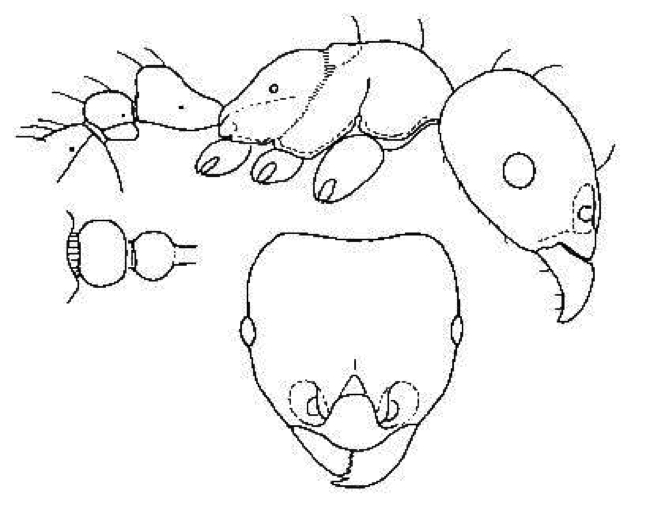 {Rhoptromyrmex globulinodis}