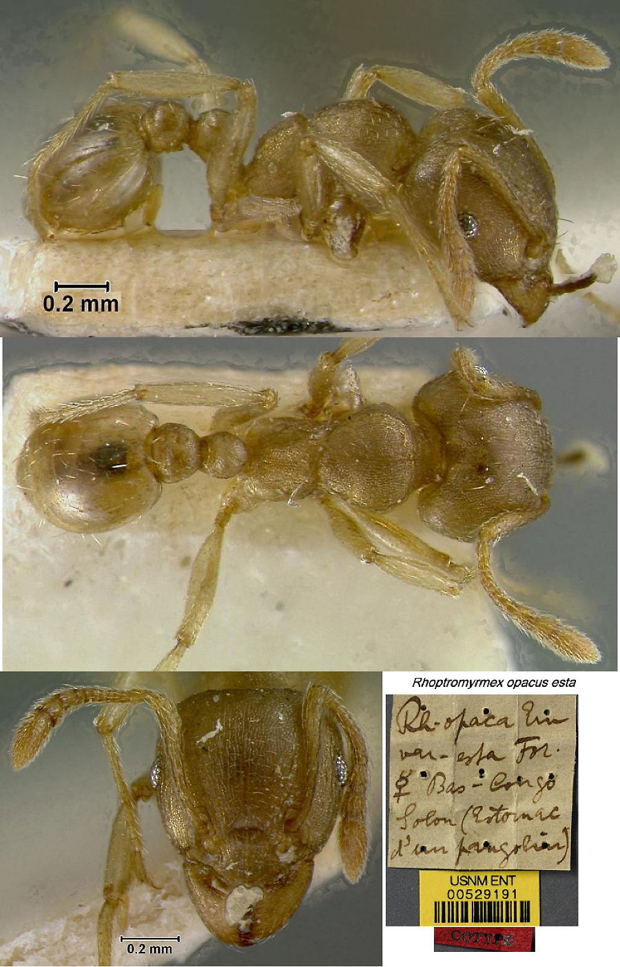 Rhoptromyrmex opacus esta