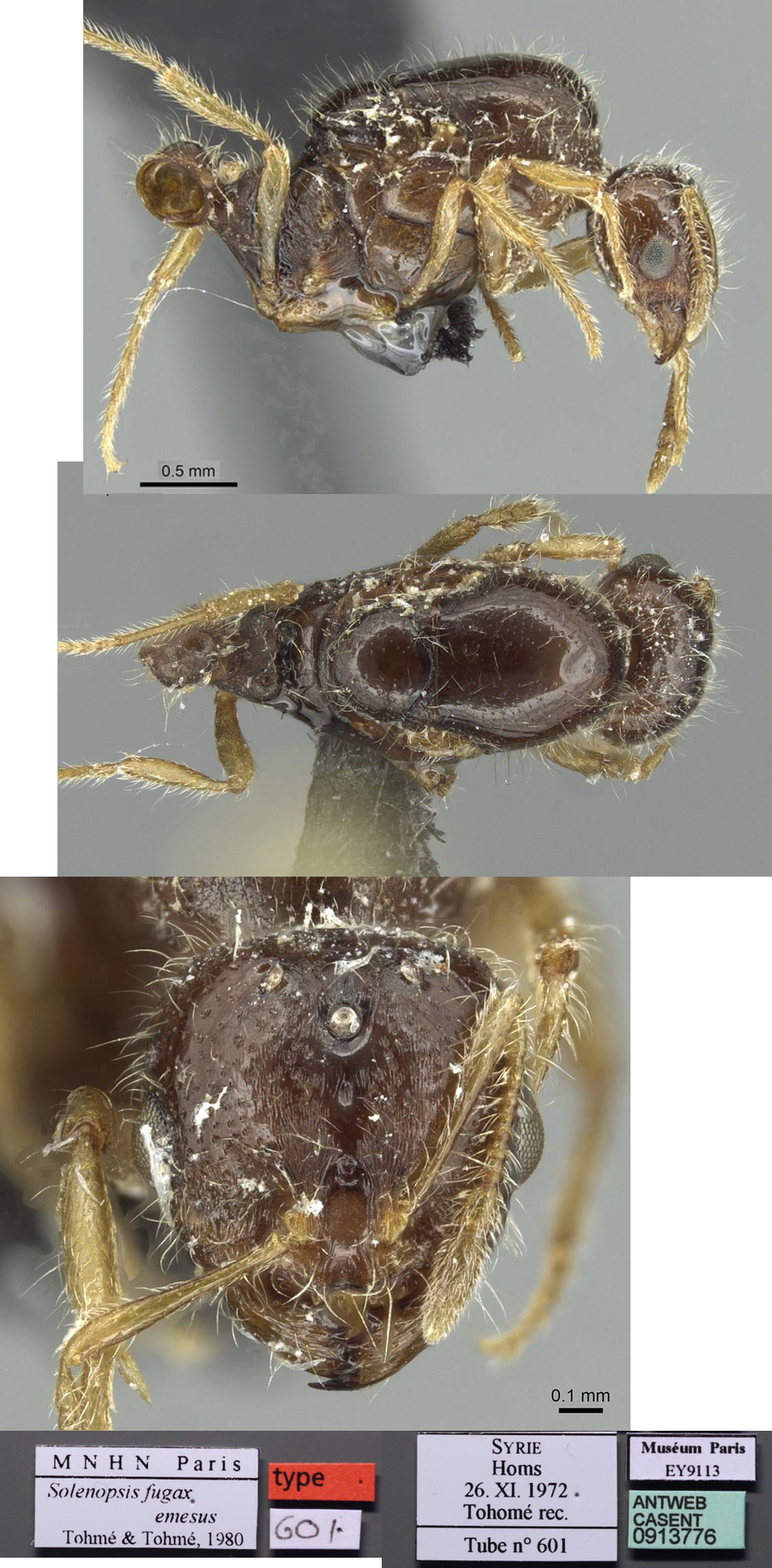 Solenopsis fugx emesus queen