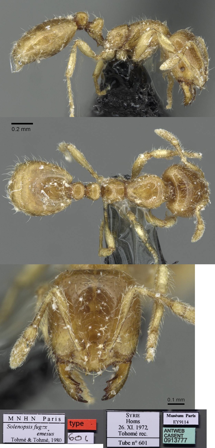 Solenopsis fugax emesus
