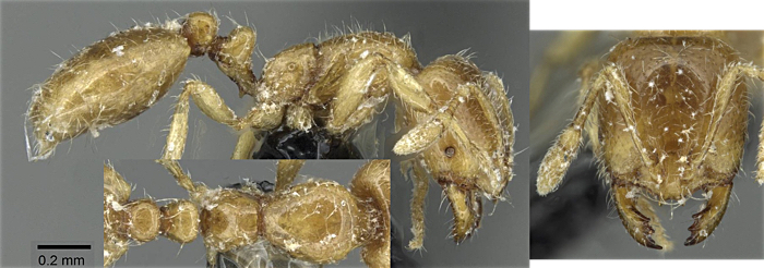 Solenopsis fugax worker