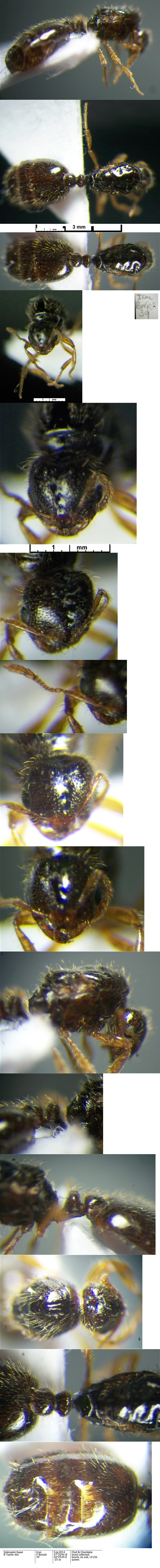 Solenopsis fugax dealate queen