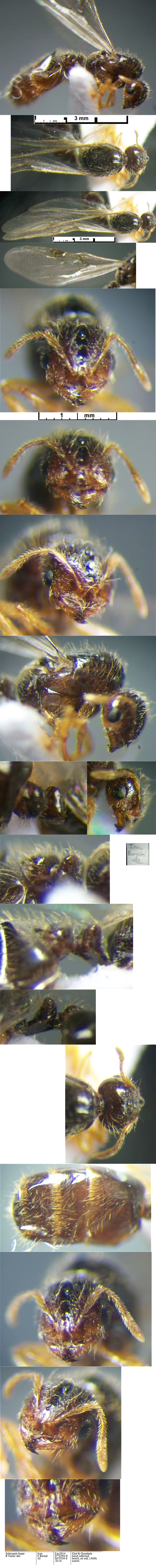 Solenopsis alate queen