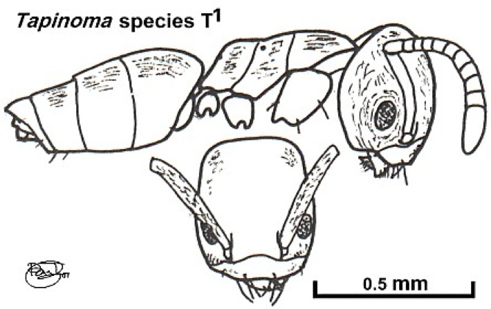 {Tapinoma species T1}
