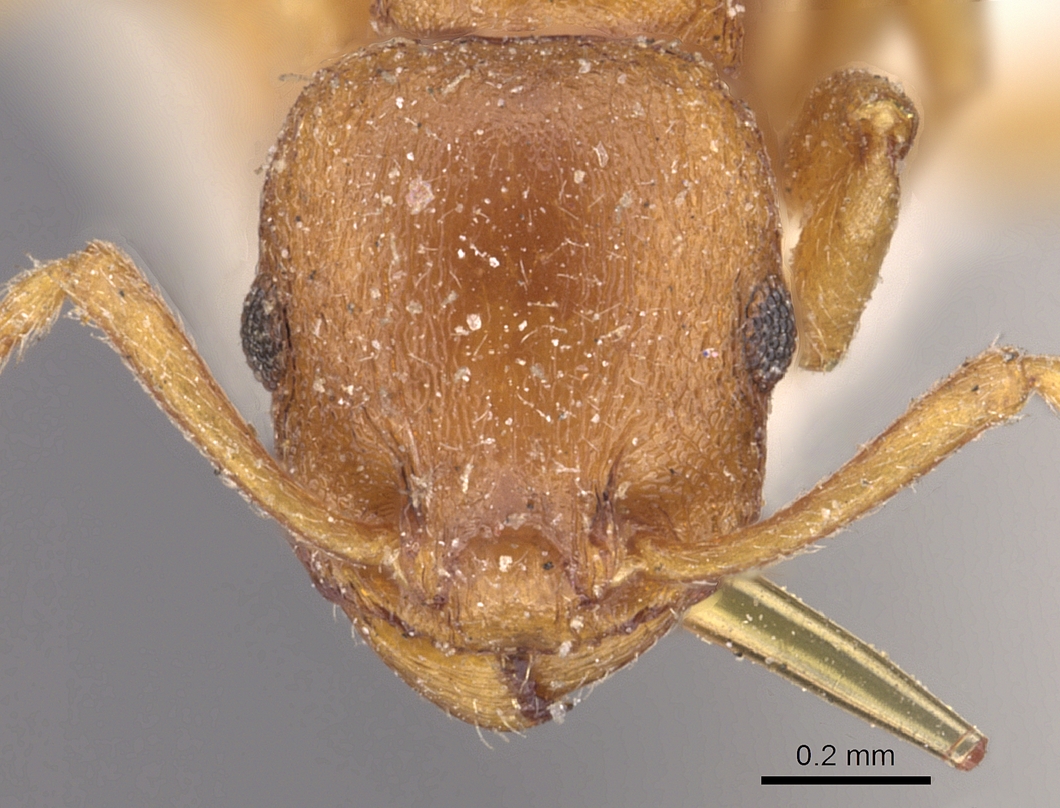 Temnothorax clypeatus