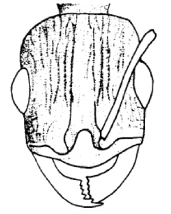 Temnothorax crepuscularis