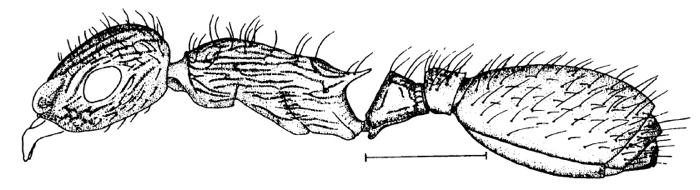 Temnothorax crepuscularis