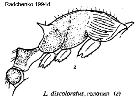 Temnothorax discoloratus