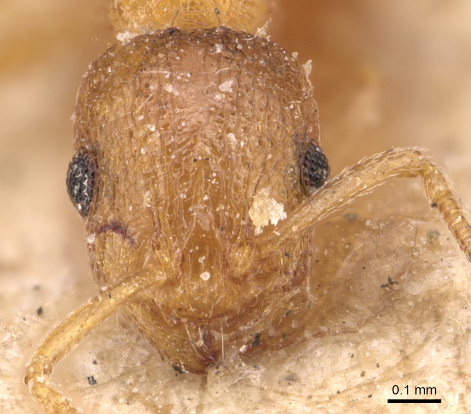 Temnothorax flavicornis