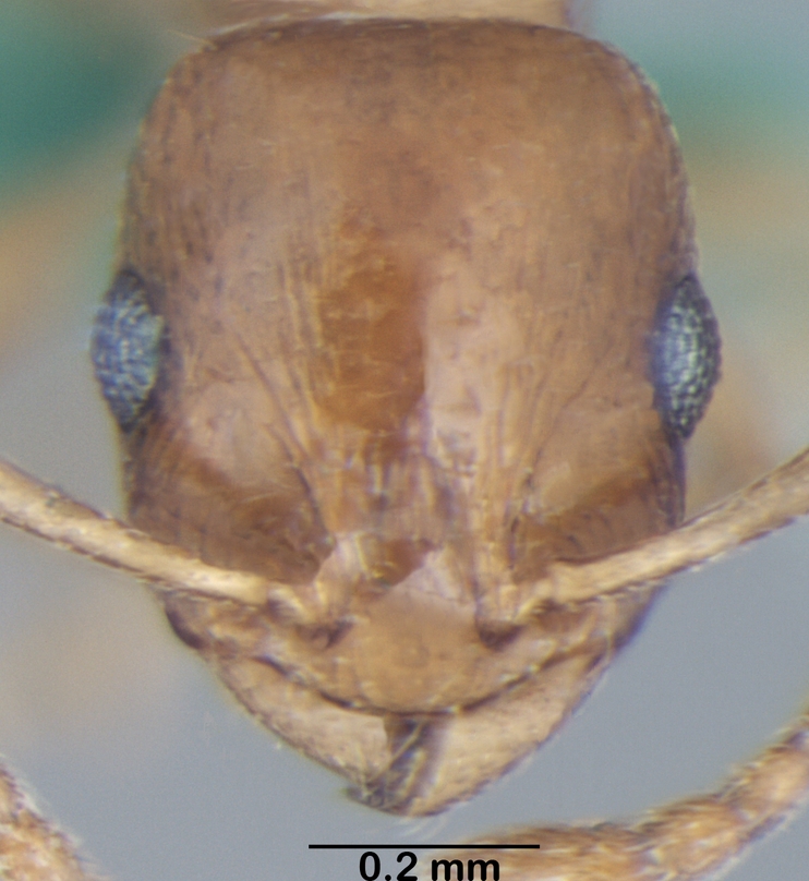 Temnothorax himchalensis