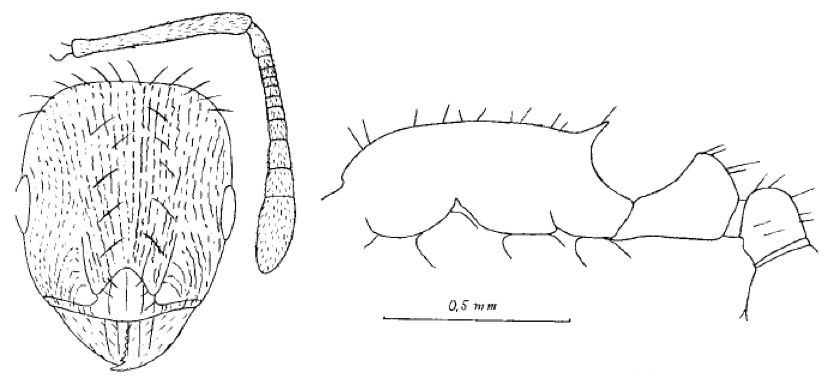 Temnothorax kaszabi