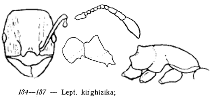 Temnothorax kirghizicus