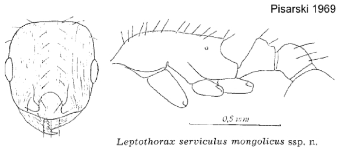 Temnothorax mongolicus